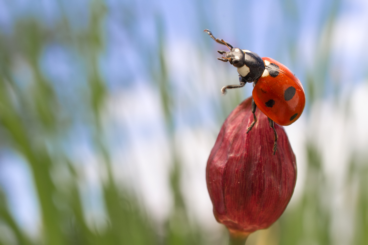Seven Spot Ladybird wideangle 2